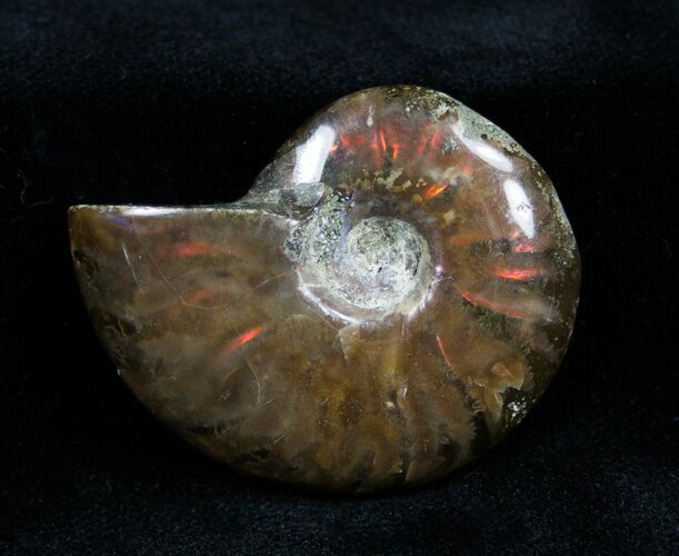 Inch Iridescent Red Ammonite Fossil #1348